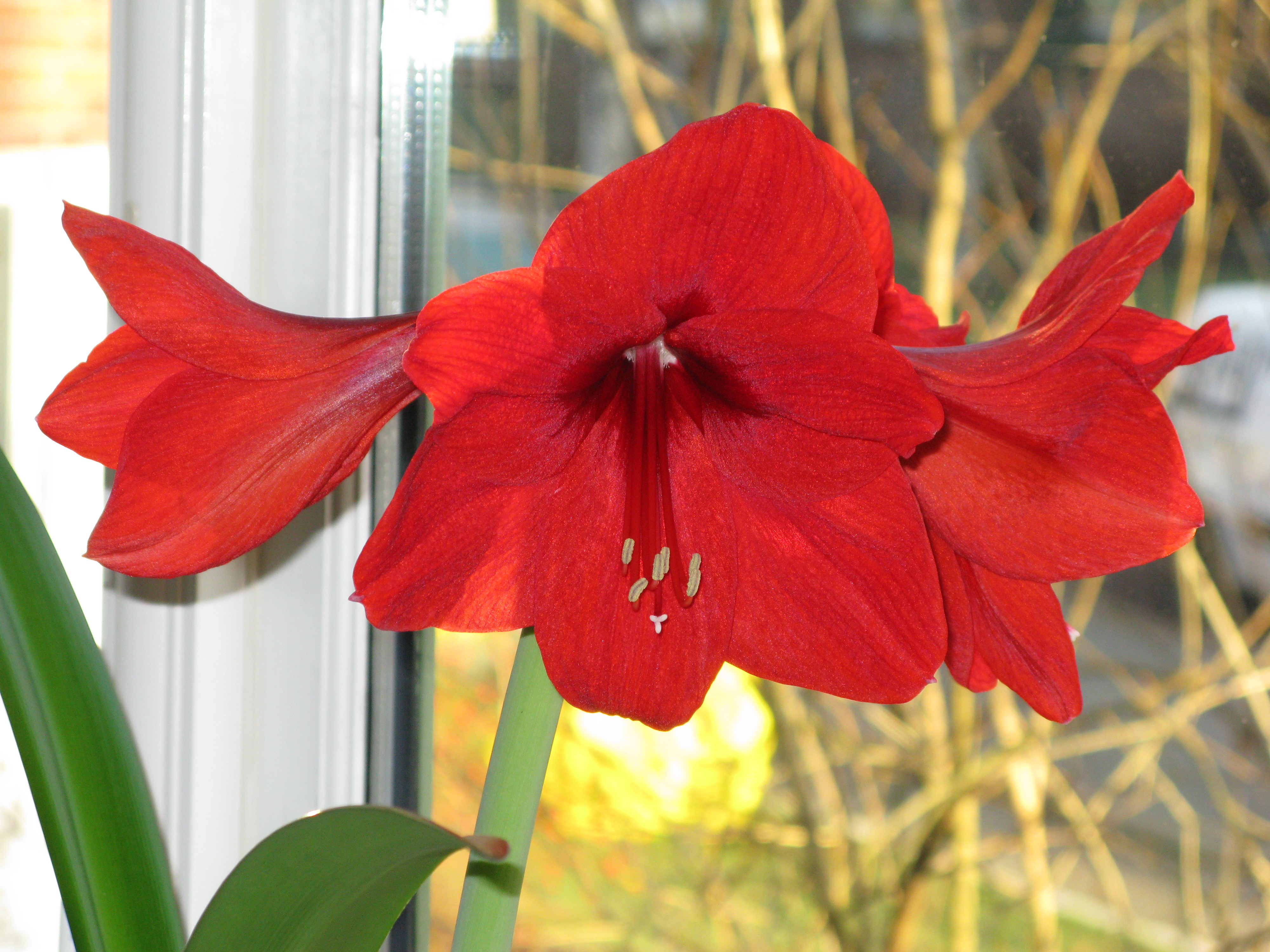 Amaryllis